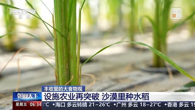 植物工廠長啥樣？沙漠里能種水稻？揭秘種菜“黑科技”  第10張